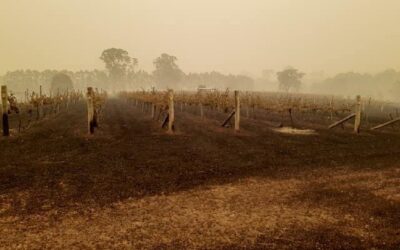Wine industry’s ‘black summer’ as cost of smoke taint, burnt vineyards, and lost sales add up